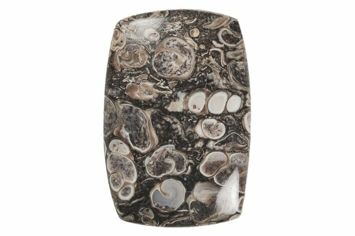 Polished Fossil Turritella Agate Cabochon - Wyoming #213930